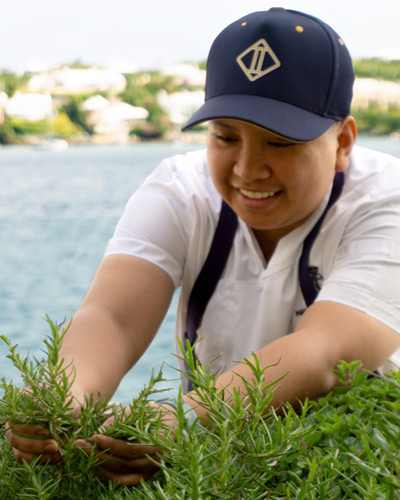 Substack article - Bermuda-Grown Herbs and Home-Made Infusions